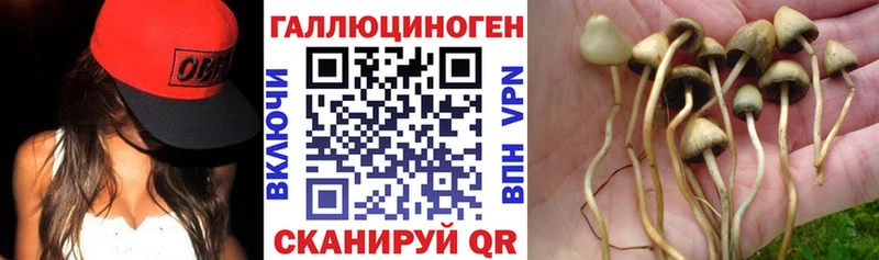 где продают наркотики  Глазов  Псилоцибиновые грибы Cubensis 